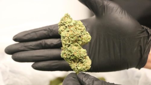 Cannabis Terpenes: What Growers Need to Know (with Slideshow)