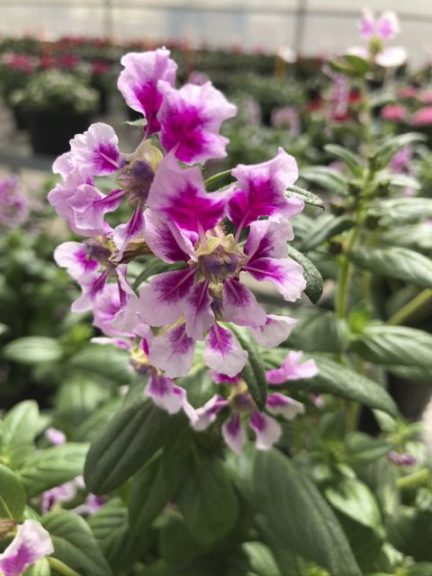 Cuphea 'Sriracha Lavender Bicolor'