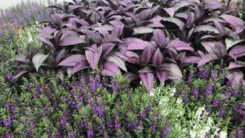 Maybe Friends Should Let Friends Buy Annuals