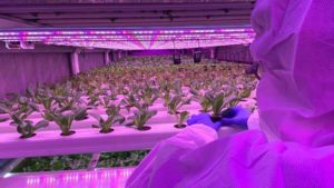 CropKing Partners With Urban Crop Solutions to Grow Vertical Container Farm Showcase