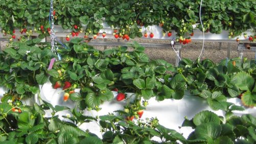 Ohio State Hosting Online Greenhouse Strawberry Course in May