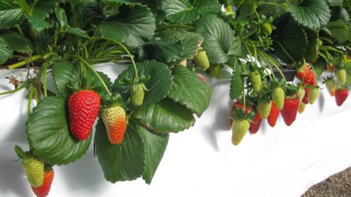Learning Opportunity: Get in the Know on Greenhouse Strawberries