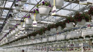 Why Horticulture Has a Plastic Conundrum