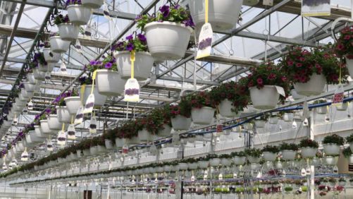 Supply Chain Lessons from the Great Toilet Paper Crisis of 2020