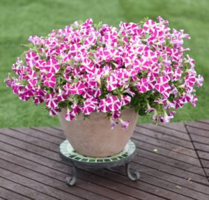 Petunia 'Surfinia Purple Heart'