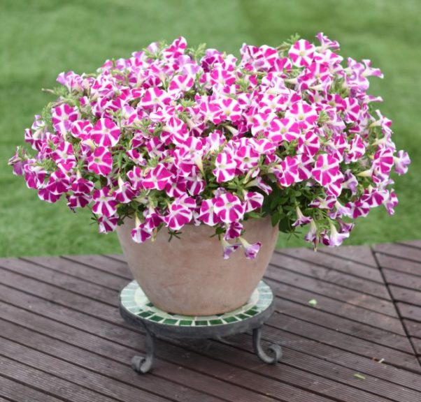 Petunia 'Surfinia Purple Heart'