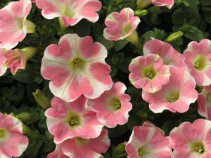 Petunia 'Surfinia Heartbeat Imp.'