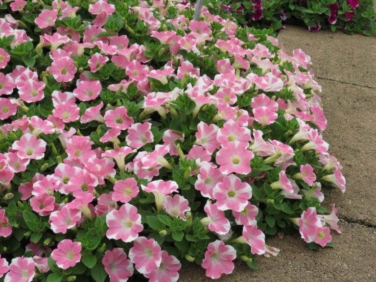 Petunia 'Surfinia Heartbeat Imp.'