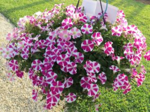 Sweethearts Mixer Combo