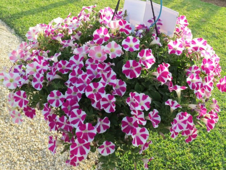 Sweethearts Mixer Combo