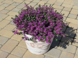 Scaevola 'Surdiva Purple'