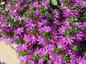 Scaevola 'Surdiva Purple' 