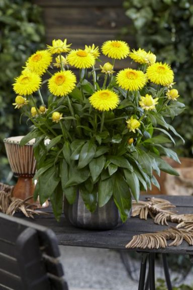 Bracteantha 'Granvia Gold'