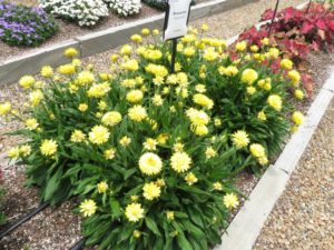 Bracteantha 'Granvia Gold'