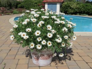 Argyranthemum 'Grandaisy White Imp.'