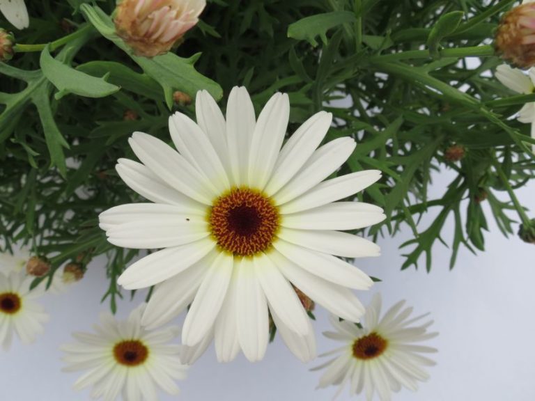 Argyranthemum 'Grandaisy White Imp.'