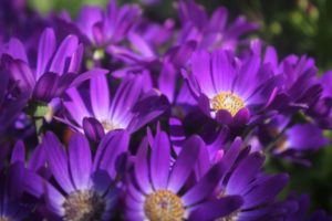 Pericallis 'Senetti Violet' 