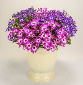 Pericallis 'Senetti Bicolor Blitz'