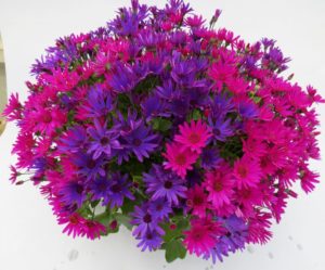 Pericallis 'Senetti Neon Nites'