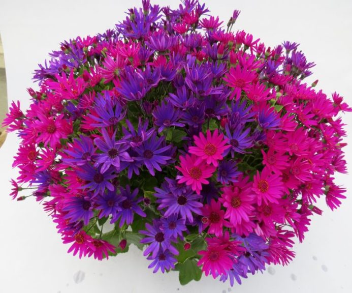 Pericallis 'Senetti Neon Nites'