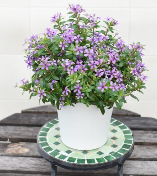 Catharanthus 'Soiree Kawaii Blueberry Kiss'