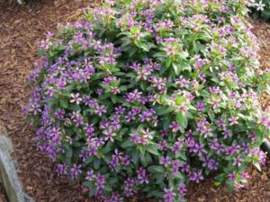 Catharanthus 'Soiree Kawaii Blueberry Kiss' 