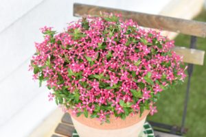 Catharanthus 'Soiree Kawaii Coral Reef'