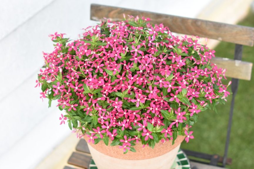 Catharanthus 'Soiree Kawaii Coral Reef'