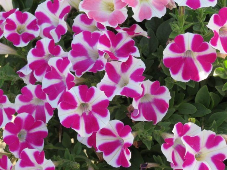 Petunia 'Surfinia Purple Heart'