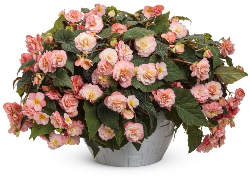 Begonia 'Double Delight Blush Rose'