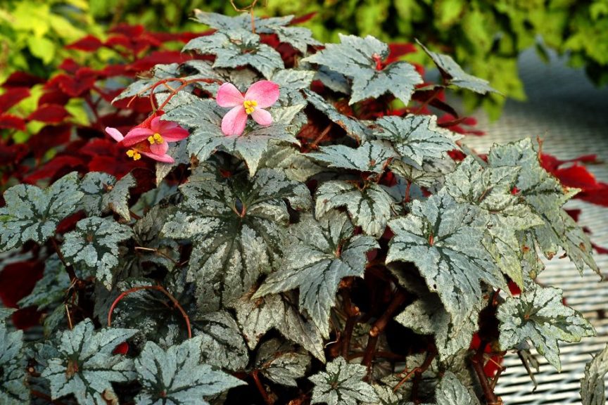 Begonia 'Holiday New Year's Eve' 