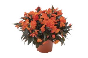 Begonia ‘I’Conia Bacio Orange’