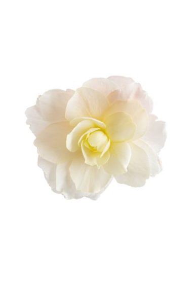 Begonia ‘I’Conia Bacio White’