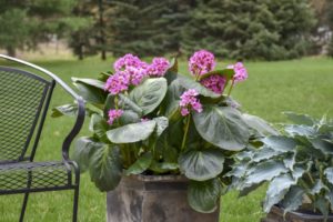 Bergenia ‘Miss Piggy’ 