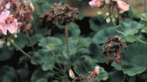 Expert Recommendations for Managing Botrytis in the Greenhouse