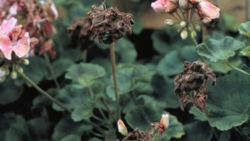 Expert Recommendations for Managing Botrytis in the Greenhouse