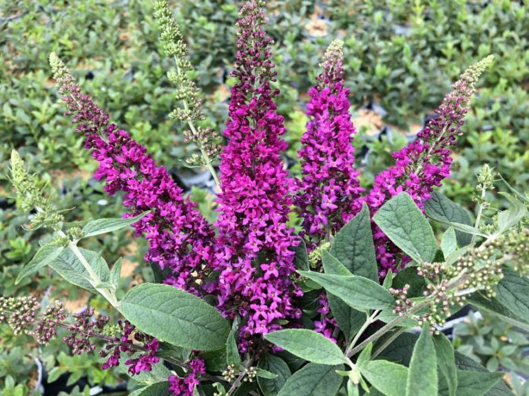 Buddleia 'Lo' Behold Ruby Chip' 