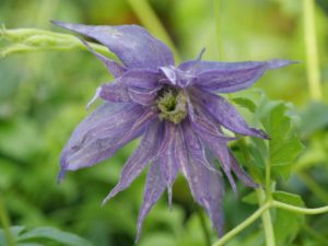 Clematis 'Sparky Blue'