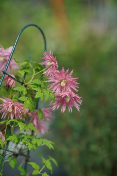 Clematis 'Sparky Pink' 