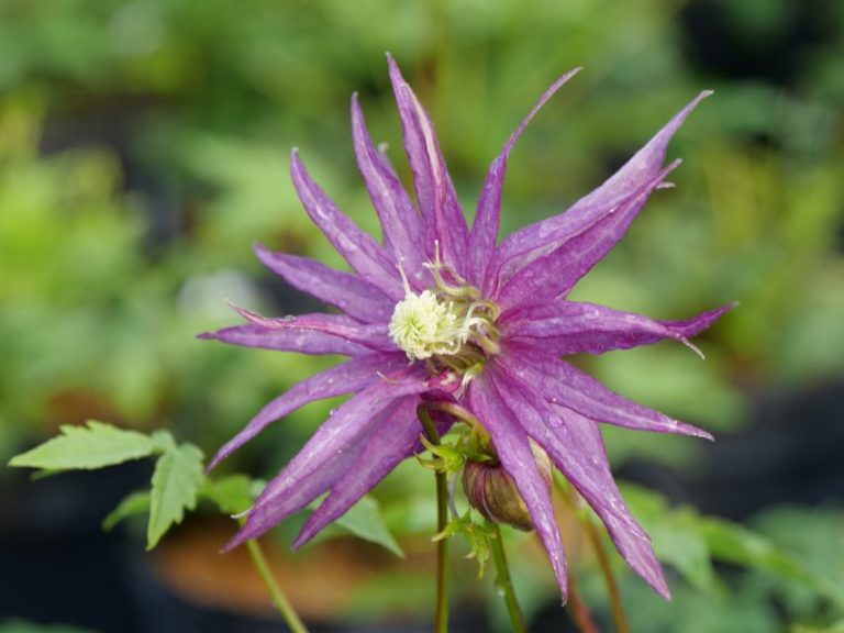 Clematis 'Sparky Purple' 