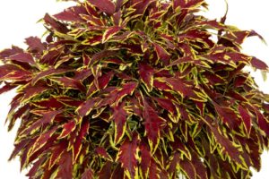 Coleus ‘Le Freak’