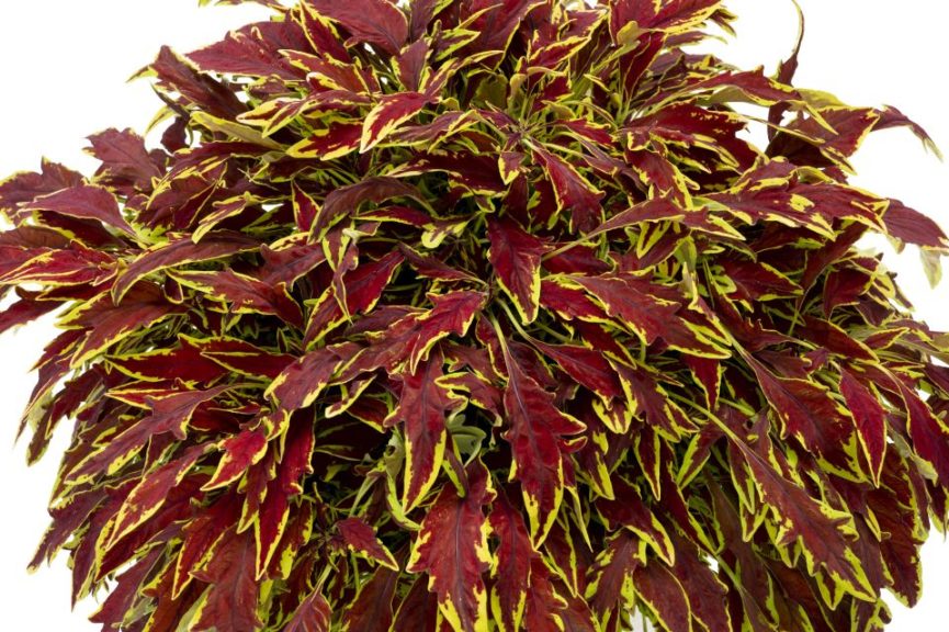 Coleus ‘Le Freak’