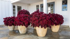 Dümmen Orange New Plant Introductions for 2021