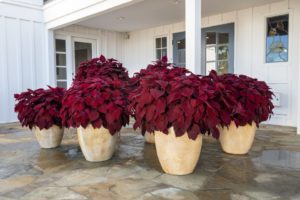 Coleus ‘Main Street Beale Street’