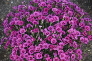 Dianthus 'Paint the Town Fancy' 