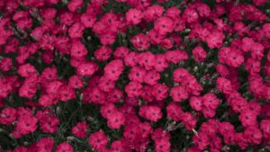 20 New Perennials for 2021 from Walters Gardens/Proven Winners Perennials