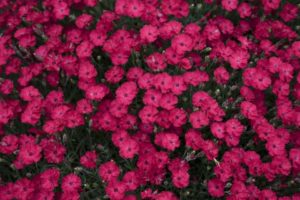 Dianthus 'Paint the Town Red'