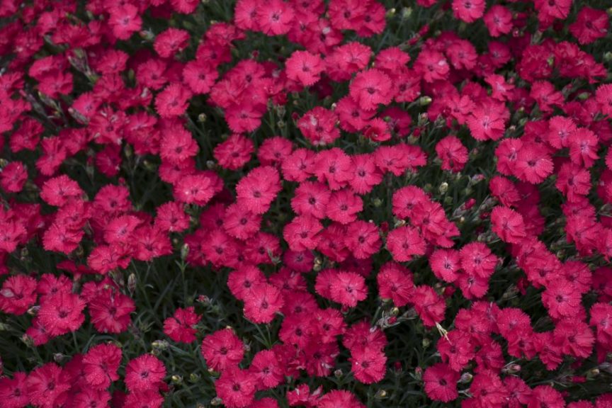 Dianthus 'Paint the Town Red'