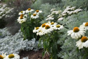 Echinacea 'The Price is White'