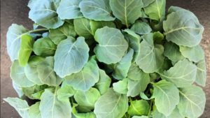 Grow the Baby Leaf Greens Chefs Want